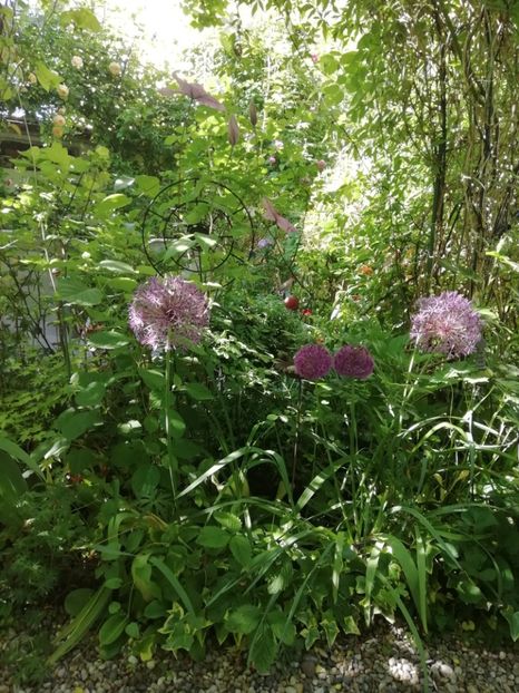  - Grădina 2020 continuare 1