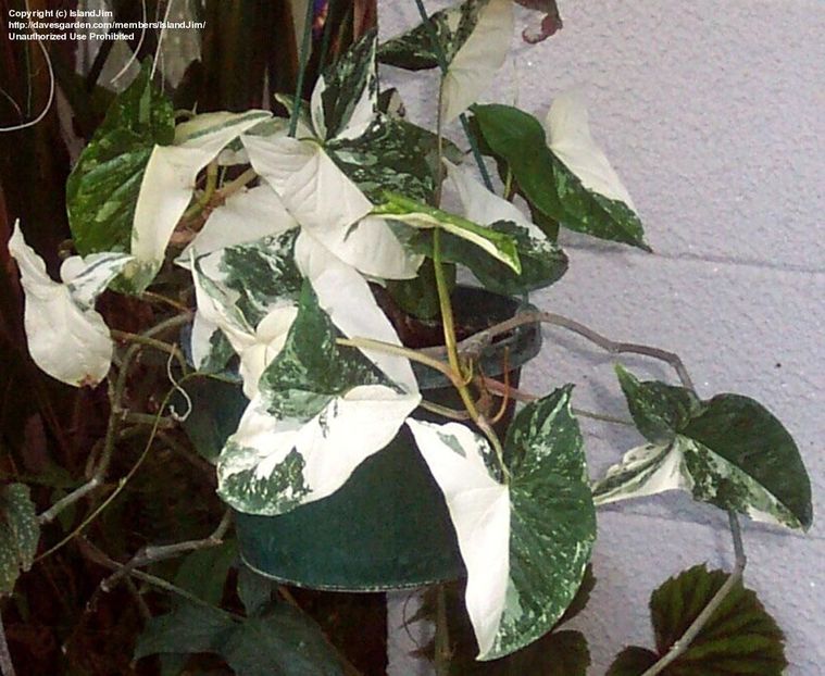 Syngonium podophyllum albo-variegatum - Cautari