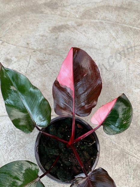 Philodendron Pink Princess - Cautari