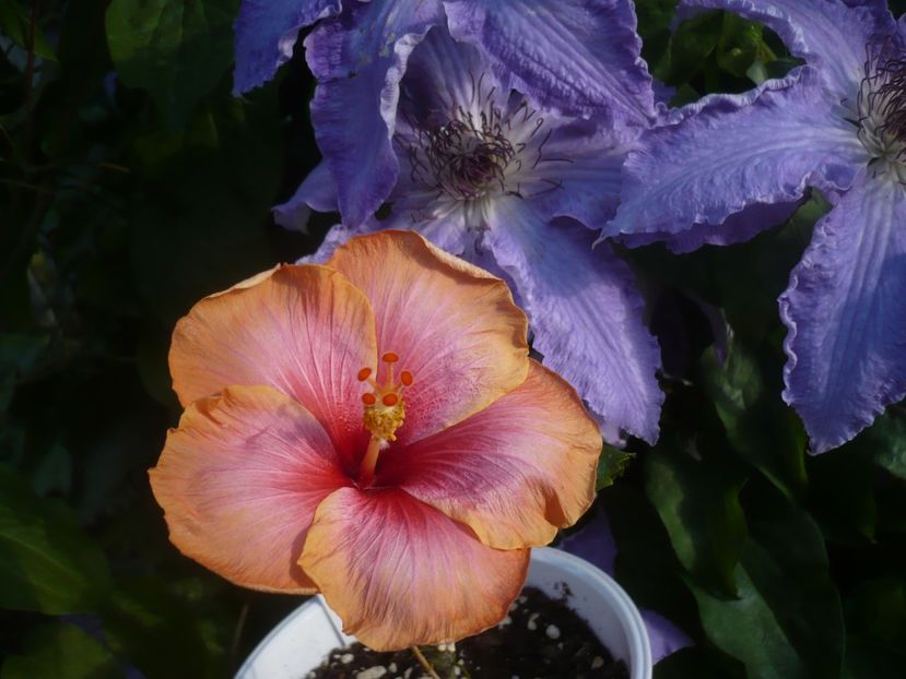 22.05.2020 - HIBISCUSI 2020-1