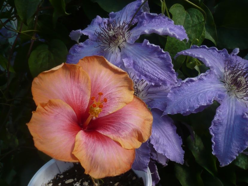 P1440146 - HIBISCUSI 2020-1