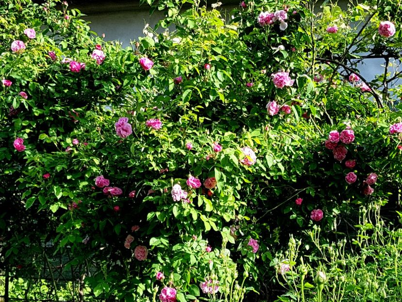  - 2020_Piateta Madamelor