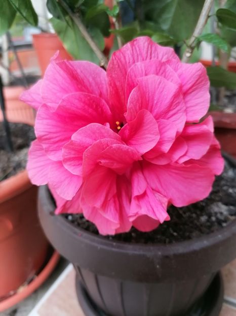  - Hibiscus
