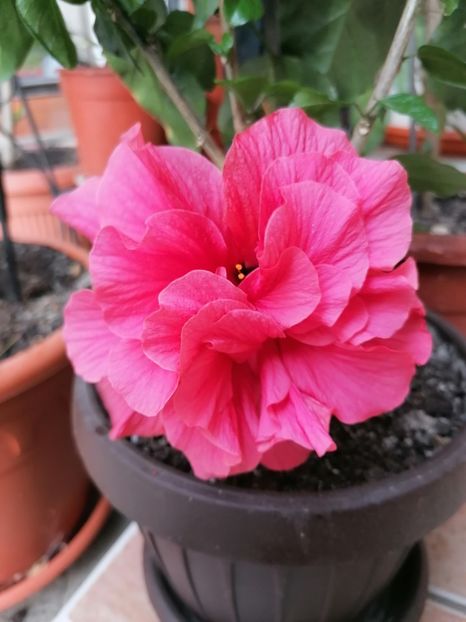  - Hibiscus