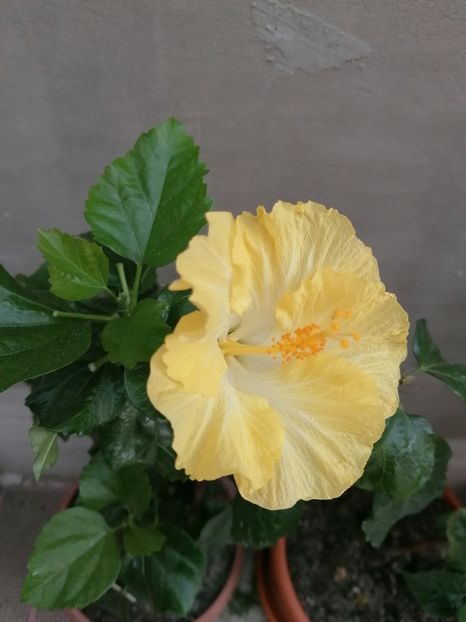  - Hibiscus