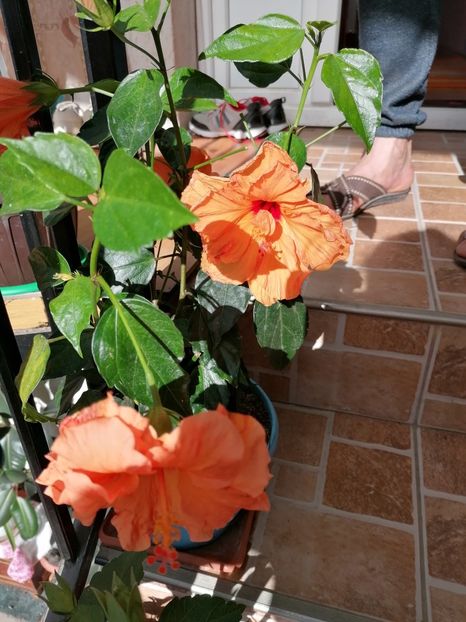  - Hibiscus
