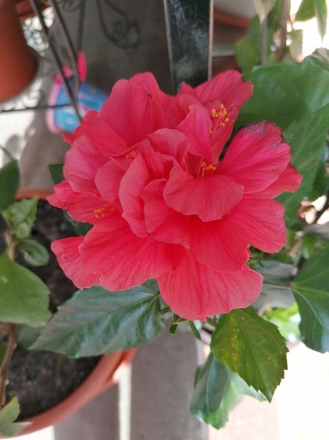 - Hibiscus