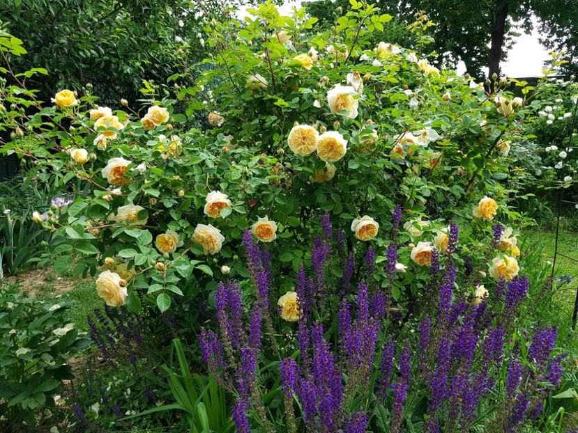 Teasing Georgia - 2020_Roze Idilic Garden