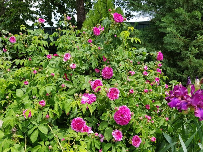 Charles de Miles - 2020_Roze Idilic Garden