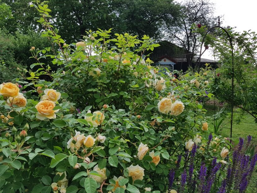  - 2020_Roze Idilic Garden