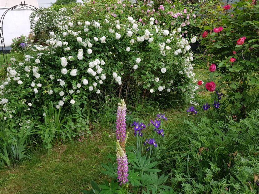 Mme Plantier - 2020_Roze Idilic Garden