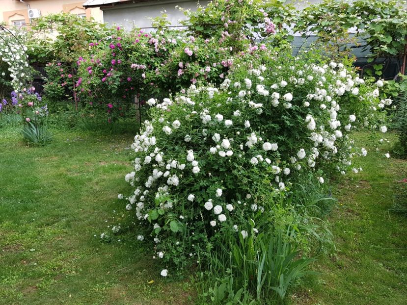  - 2020_Roze Idilic Garden