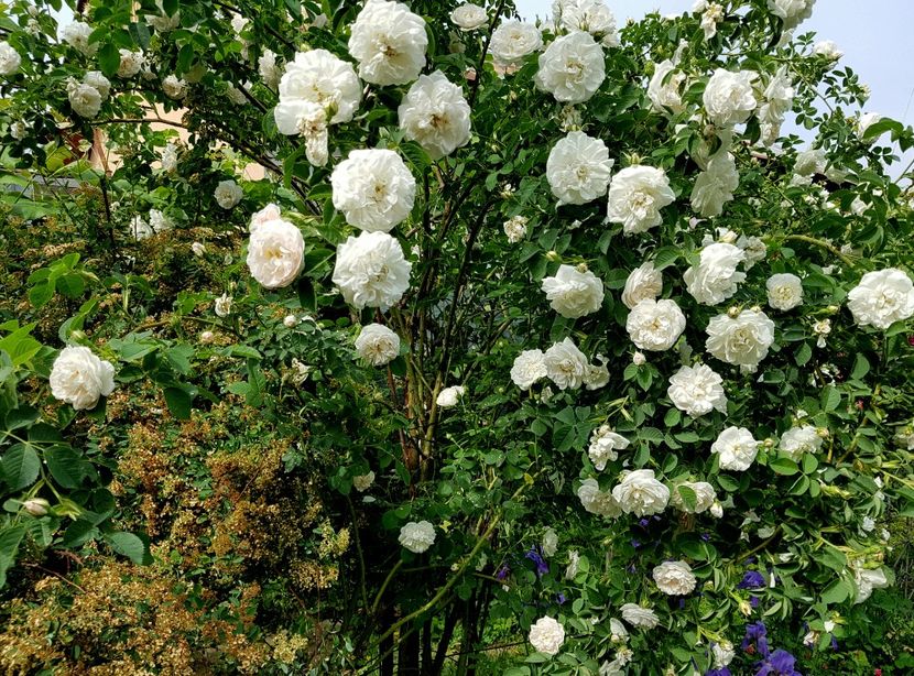 Alba Maxima - 2020_Roze Idilic Garden