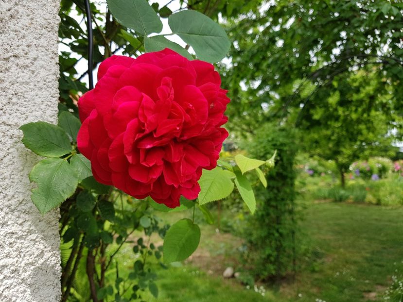 L.D. Braitwhite - 2020_Roze Idilic Garden