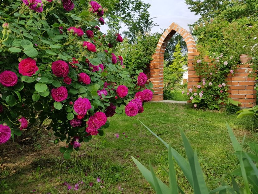  - 2020_Roze Idilic Garden