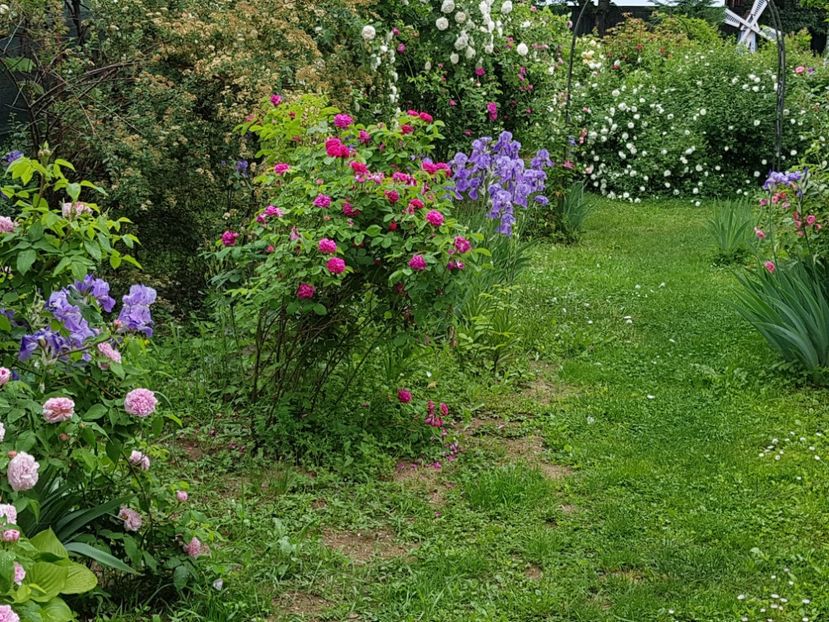  - 2020_Roze Idilic Garden