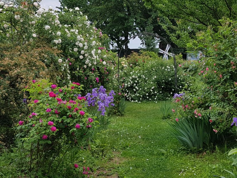  - 2020_Roze Idilic Garden