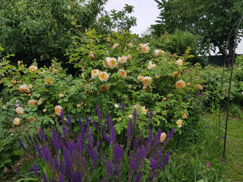  - 2020_Roze Idilic Garden