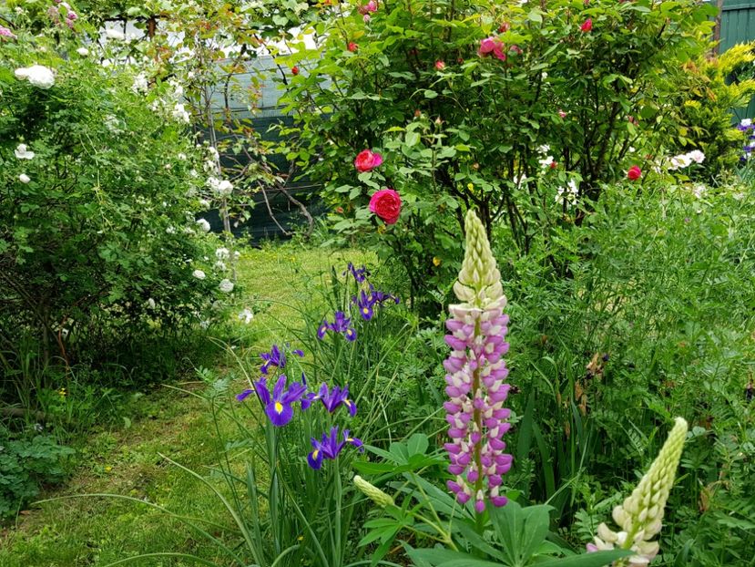  - 2020_Roze Idilic Garden