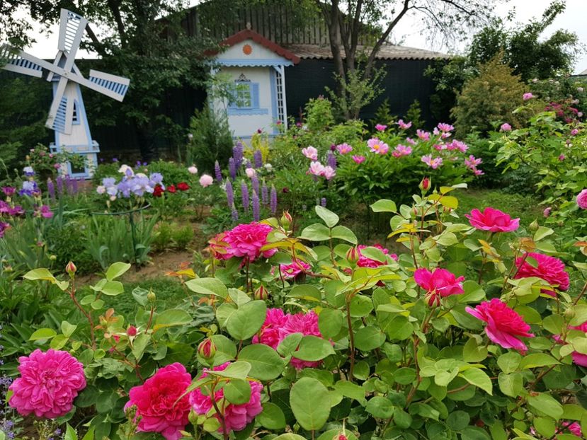 Sophys Rose - 2020_Roze Idilic Garden