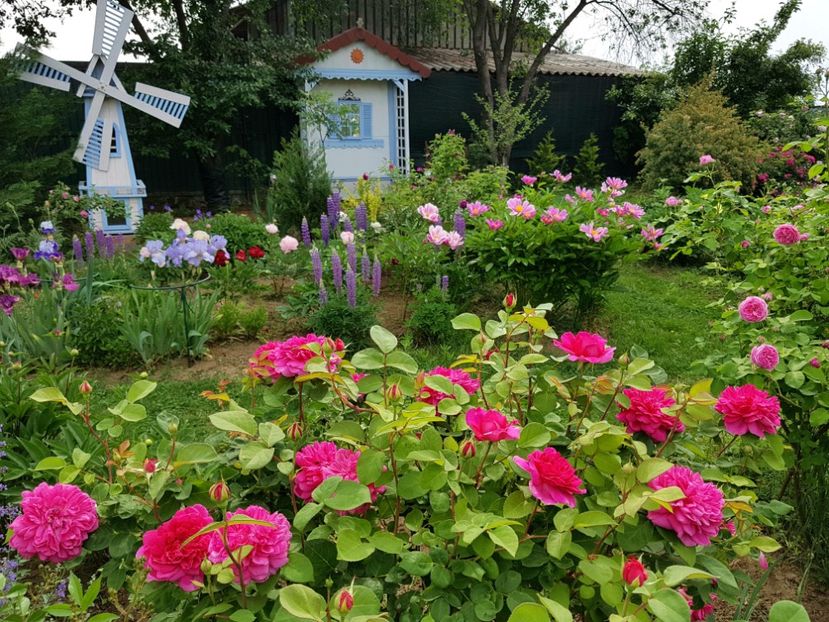  - 2020_Roze Idilic Garden