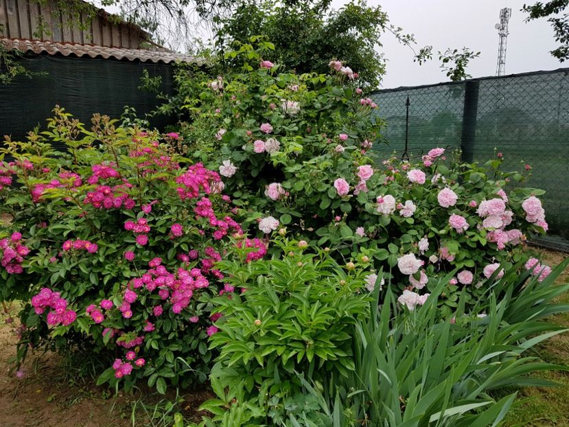 Sibelius si Fantin Latour - 2020_Roze Idilic Garden