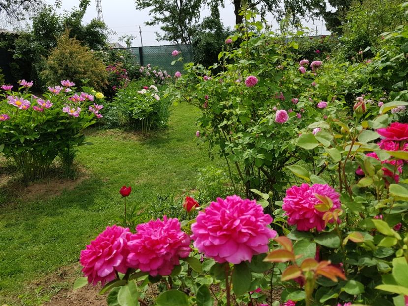 - 2020_Roze Idilic Garden