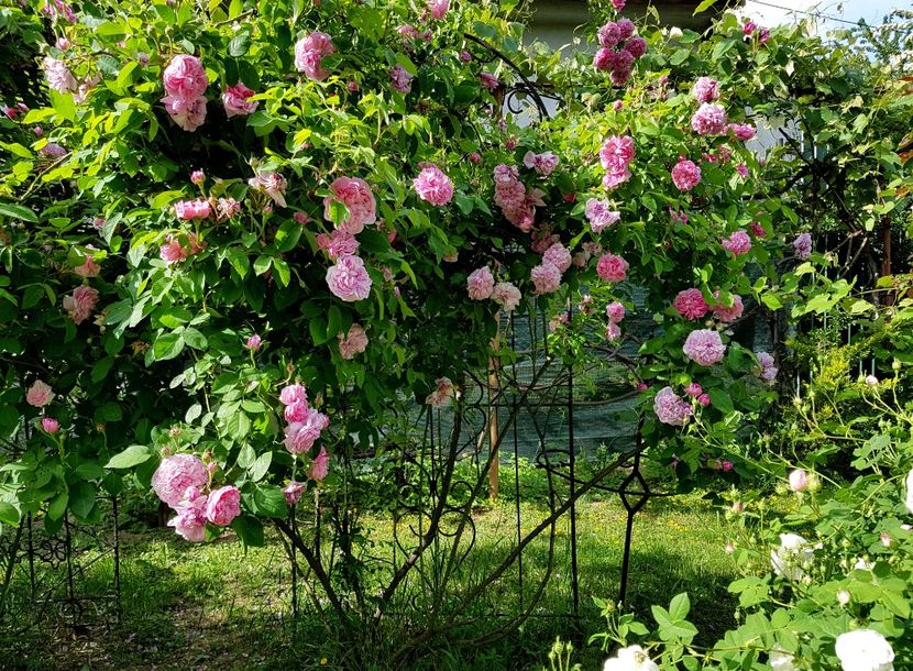  - 2020_Roze Idilic Garden