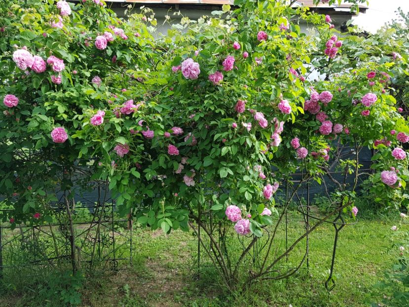 Sydonie - 2020_Roze Idilic Garden