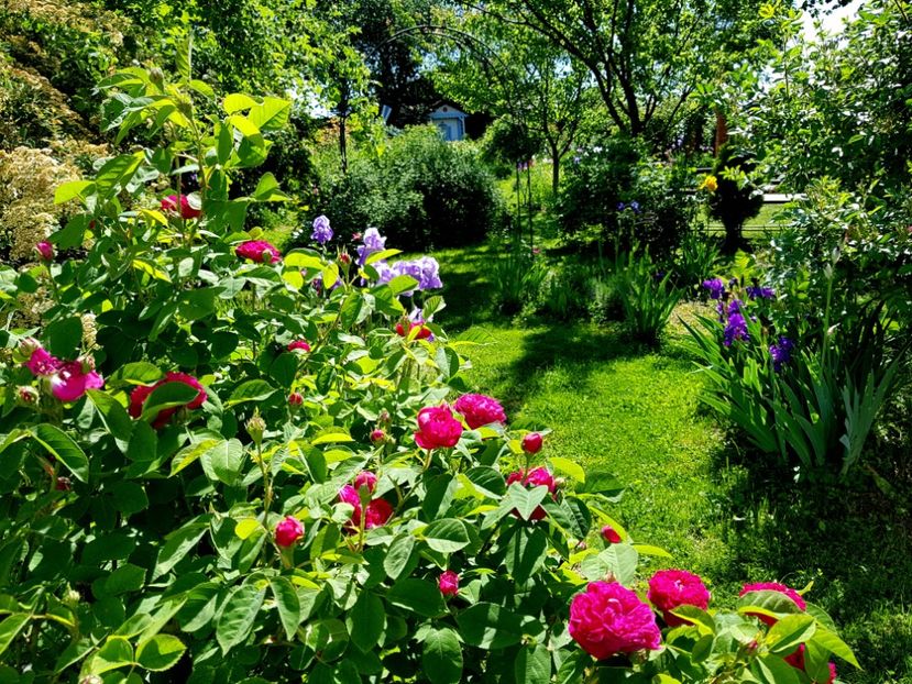  - 2020_Roze Idilic Garden