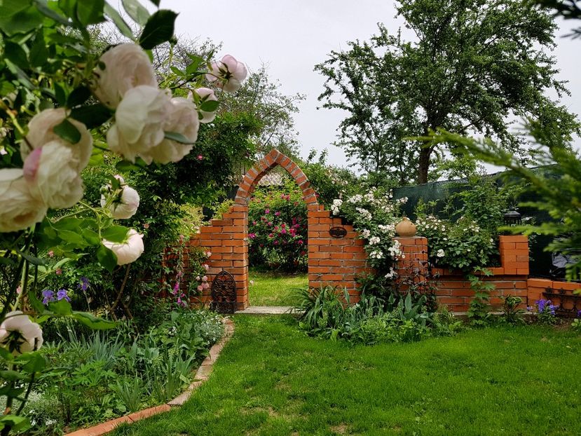 Mme Pierre Oger - 2020_Roze Idilic Garden