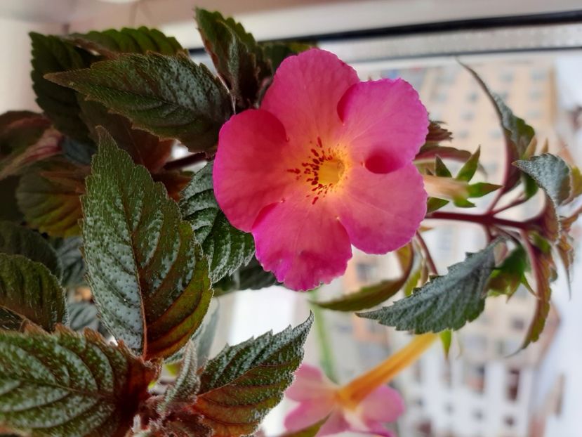  - achimenes-primele incercari