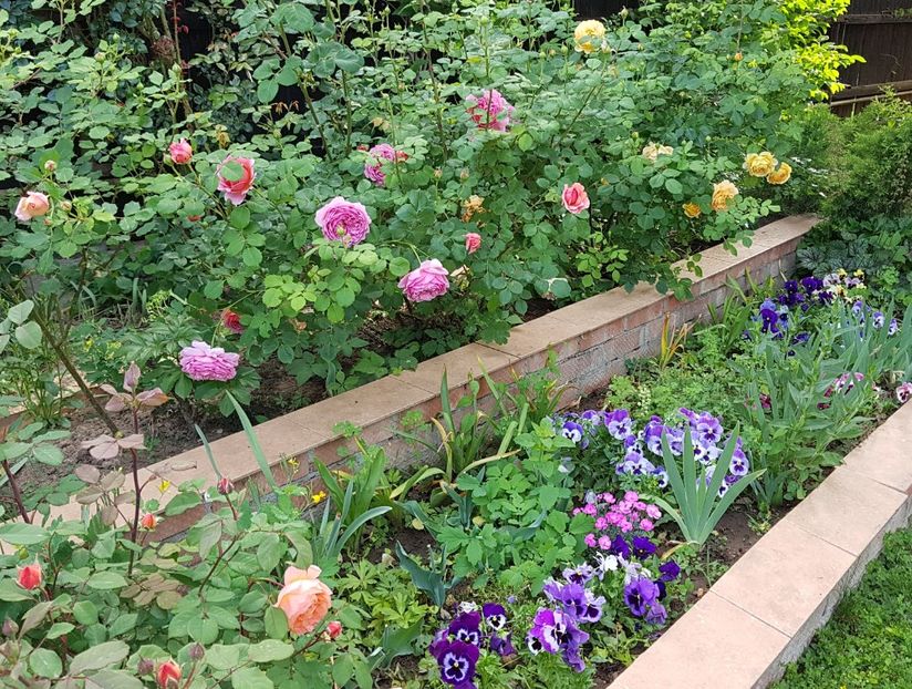  - 2020_Roze_Gradina Rozelor