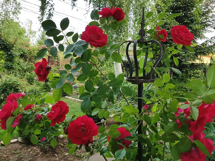 Flammentantz - 2020_Roze_Gradina Rozelor