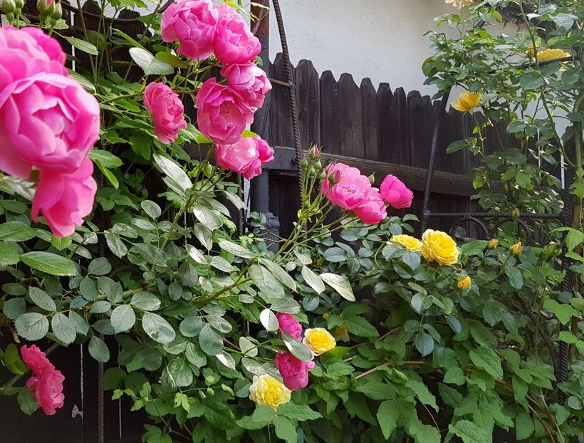 Angela  su Dune - 2020_Roze_Gradina Rozelor