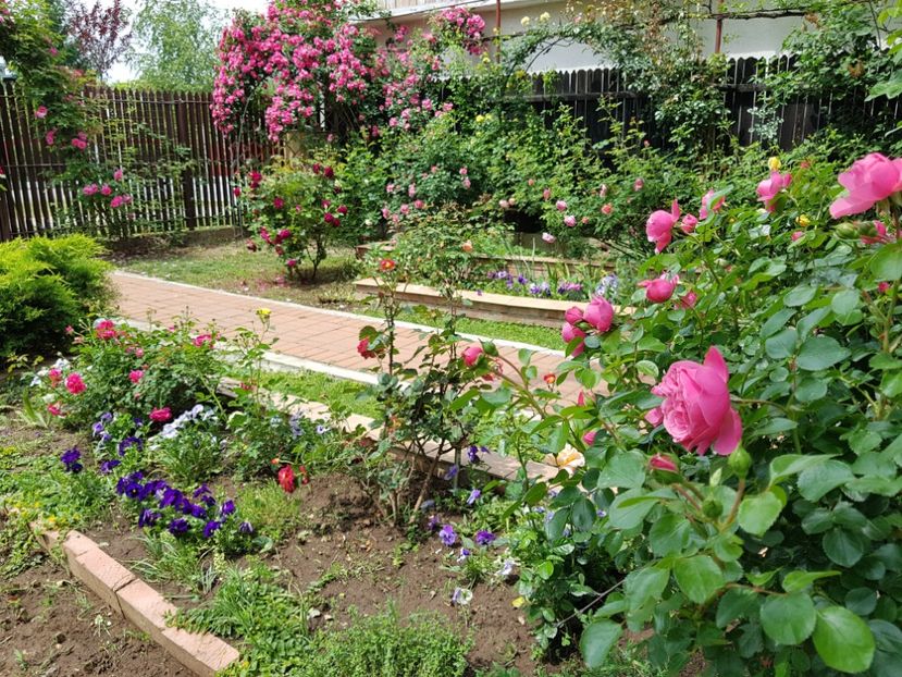  - 2020_Roze_Gradina Rozelor