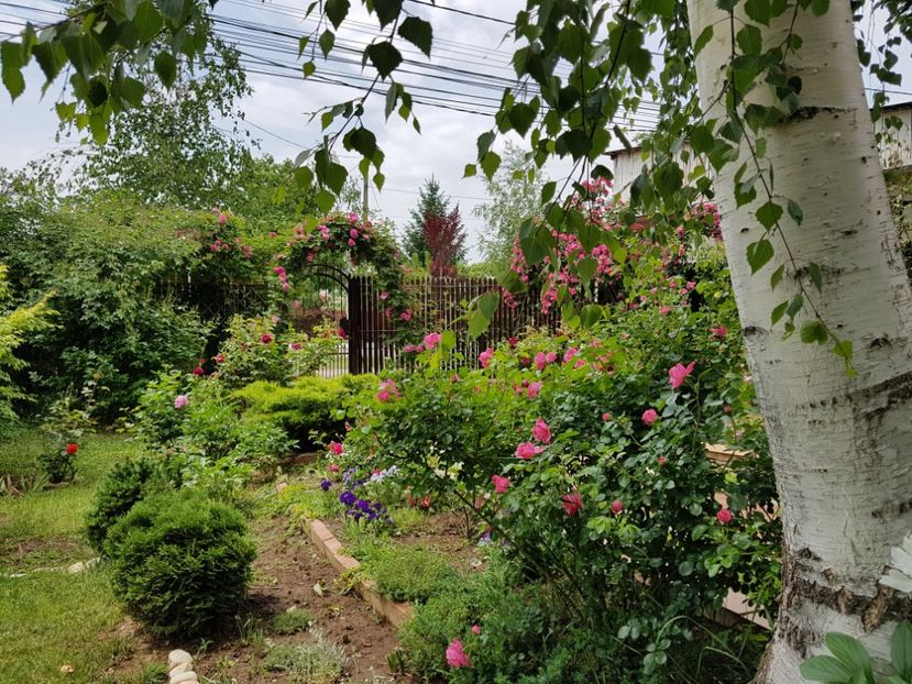  - 2020_Roze_Gradina Rozelor