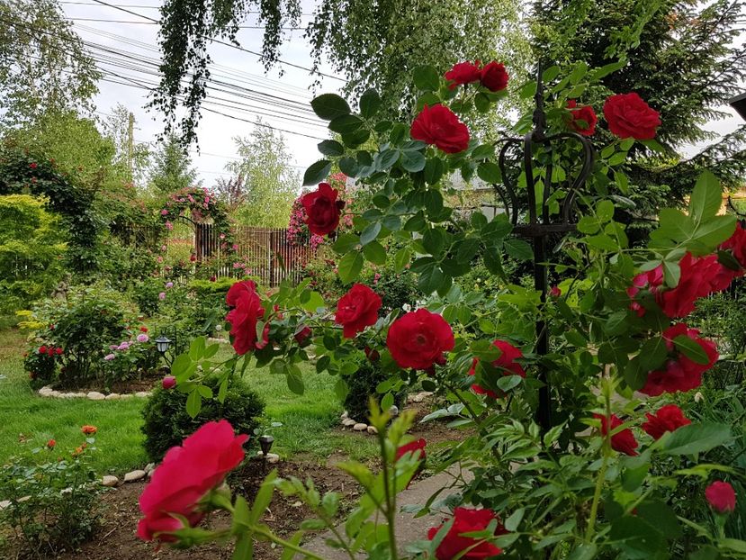 Flammentantz - 2020_Roze_Gradina Rozelor