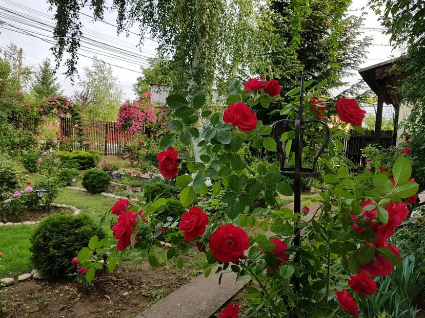  - 2020_Roze_Gradina Rozelor