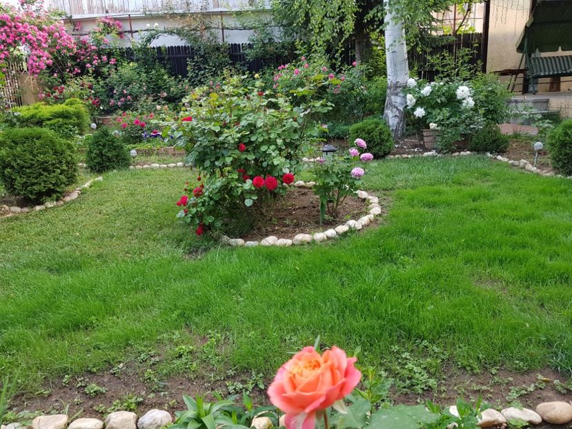 Emillien Guilot - 2020_Roze_Gradina Rozelor