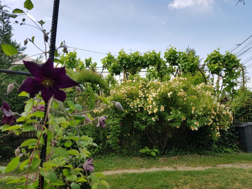 Ghislaine de Feligonde - 2020_Roze_Gradina Rozelor