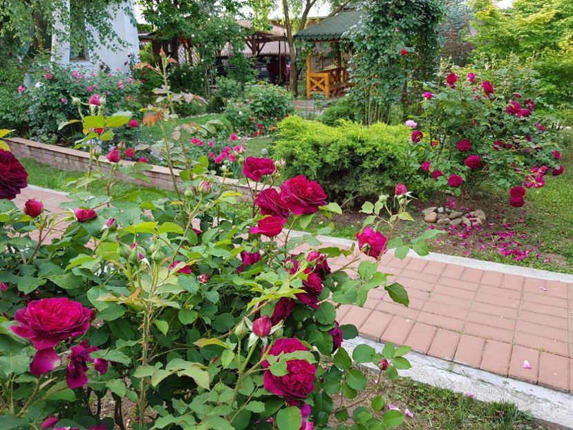 - 2020_Roze_Gradina Rozelor