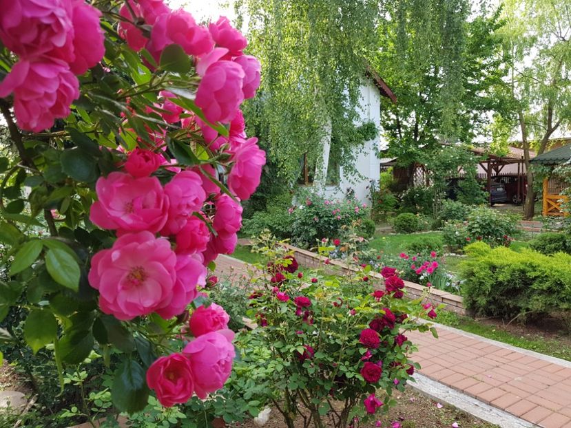 - 2020_Roze_Gradina Rozelor