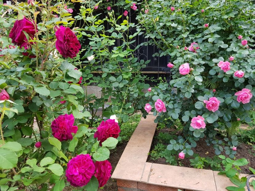Munstead Wood si Leonardo da vinci - 2020_Roze_Gradina Rozelor