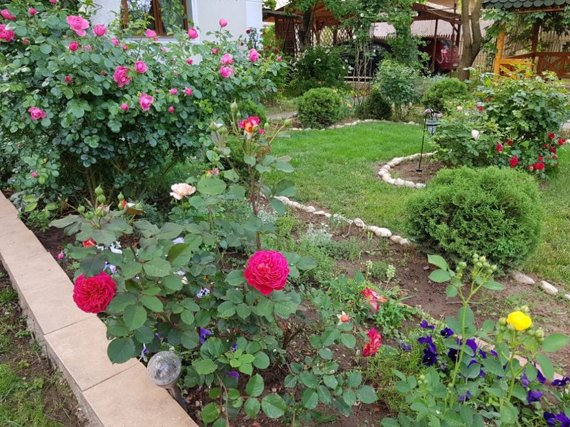  - 2020_Roze_Gradina Rozelor