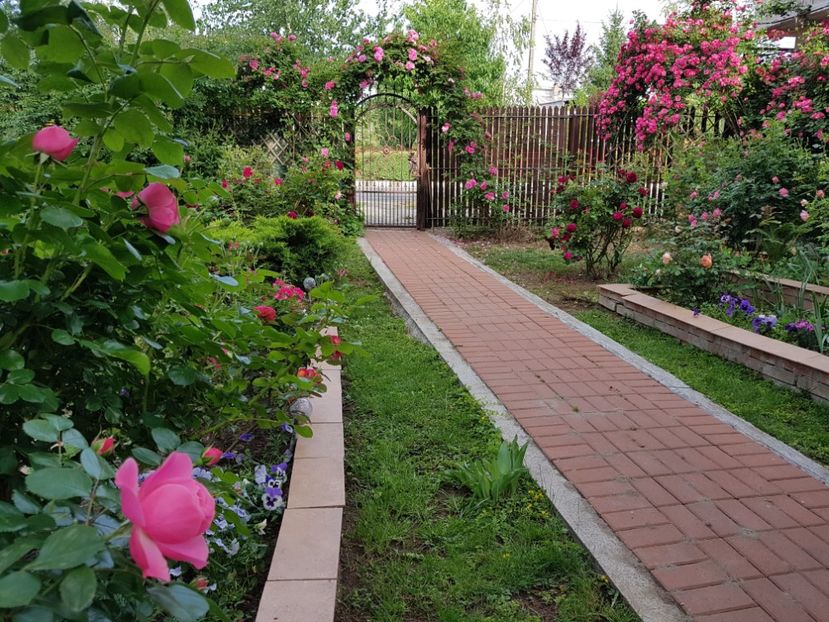  - 2020_Roze_Gradina Rozelor