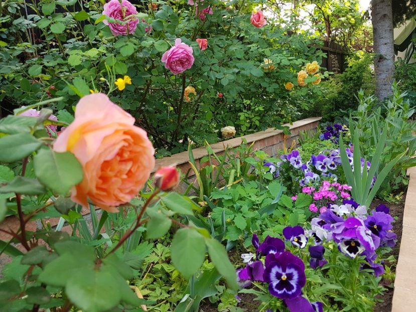 Lady Emma Hamilton - 2020_Roze_Gradina Rozelor