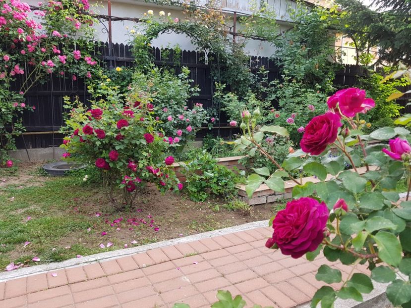  - 2020_Roze_Gradina Rozelor