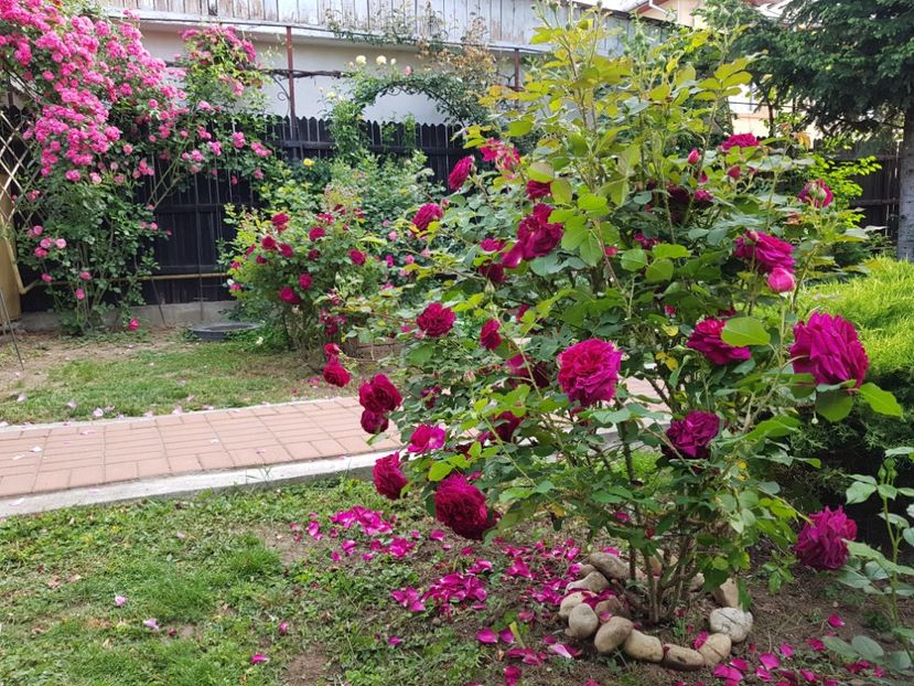  - 2020_Roze_Gradina Rozelor