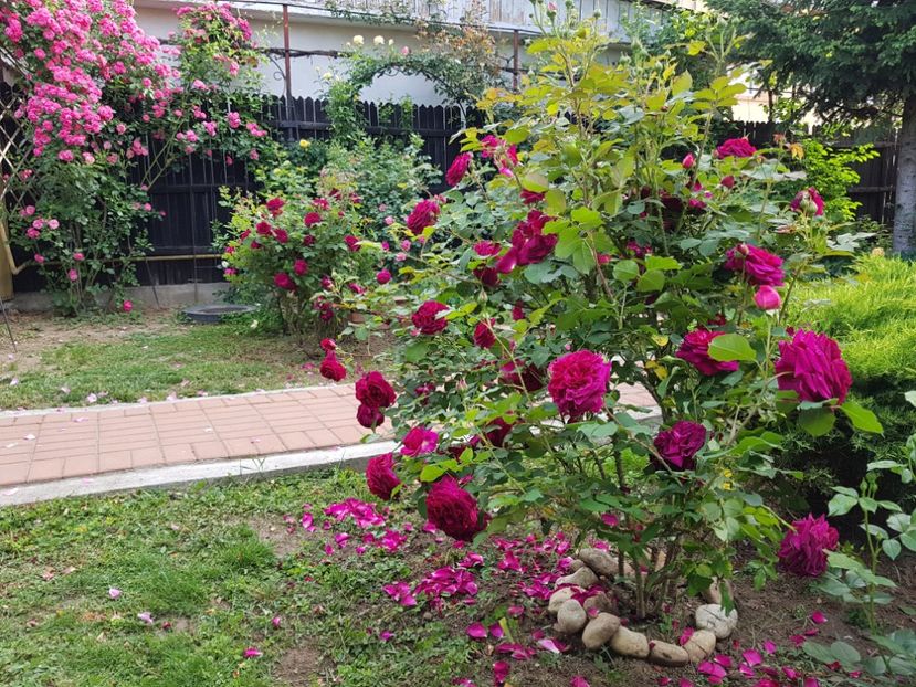  - 2020_Roze_Gradina Rozelor